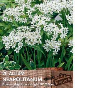 Allium Neapolitanum Bulb 20 Per Pack