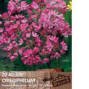 Allium Oreophilum Bulb 20 Per Pack