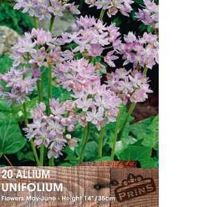 Allium Unifolium Bulb 20 Per Pack