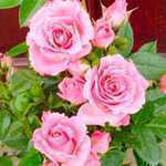 Rose Bush Carefree Days (Miniature/Patio Rose) 4Ltr Fuschia Pink