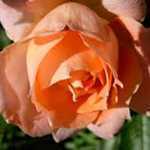 Rose Bush Flower Power (Patio/Miniature Rose) Salmon Pink 4Ltr