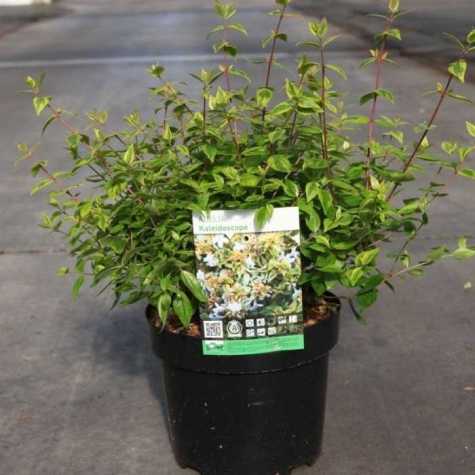 Abelia Grandiflora 'Kaleidoscope'