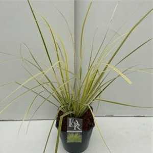 Cortaderia Selloana Splendid Star (Dwarf Pampas Grass)