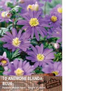 Anemone Blanda Blue Bulbs 10 Per Pack