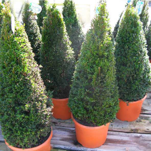 Yew (Taxus Baccata)
