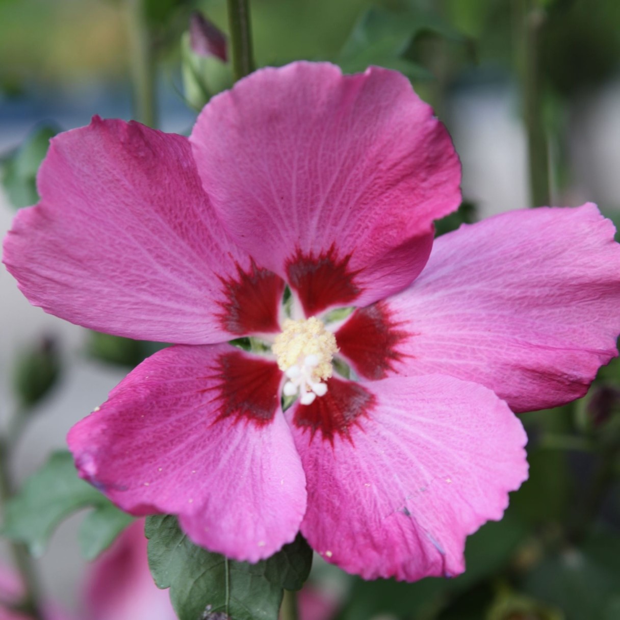 Hibiscus