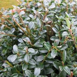 Ilex Crenata Topiary