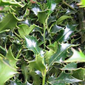 Ilex / Holly