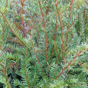 Yew / Taxus Baccata