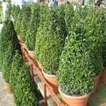 Buxus/Box