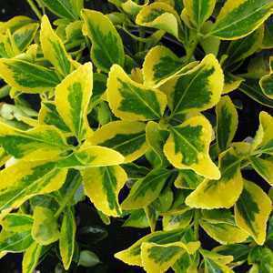 Euonymus Hedging