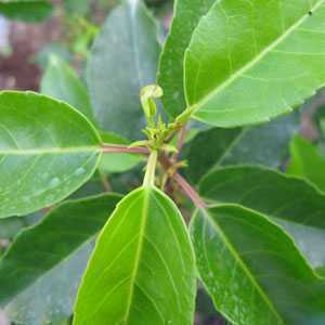 Prunus Lusitanica (Portuguese Laurel)