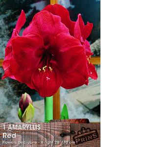 Amaryllis