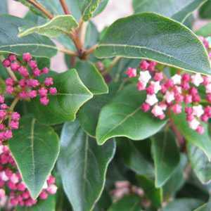 Viburnum