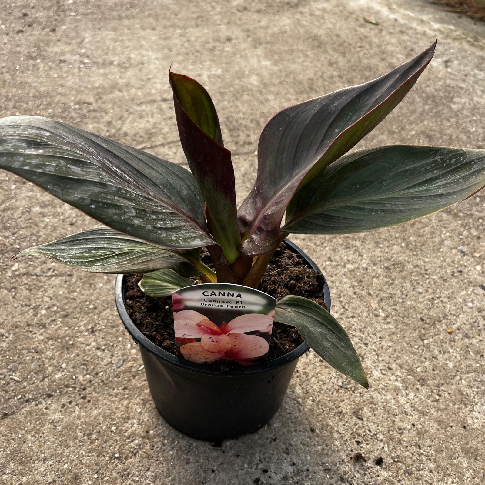 Canna Lily