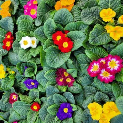 Bedding Plants