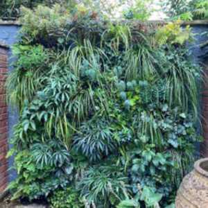 Living Walls Systems