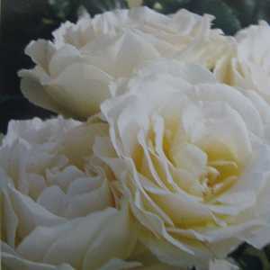 Floribunda Roses