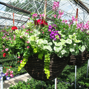 Summer Planted Hanging Baskets