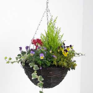 Winter Planted Hanging Baskets