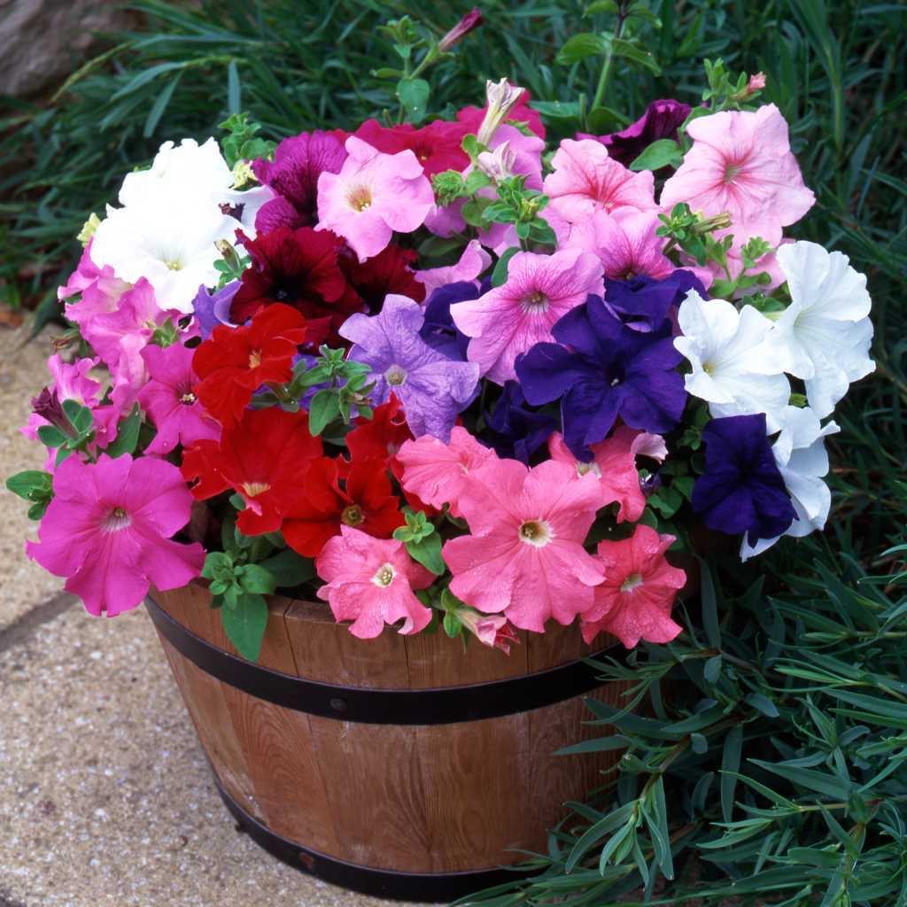 Summer Bedding & Basket Plants