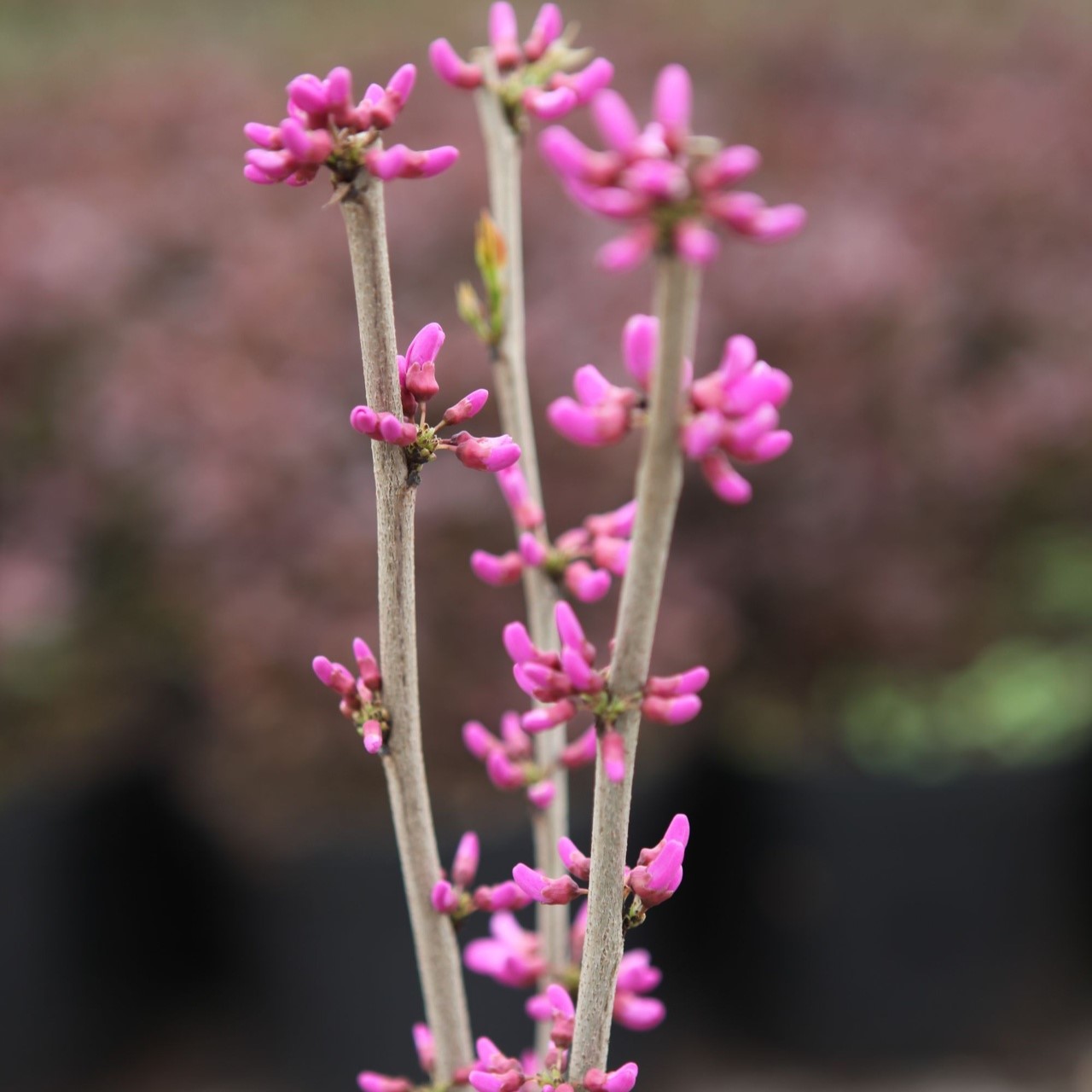 Cercis