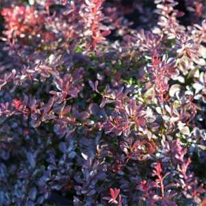 Berberis (Barberry)