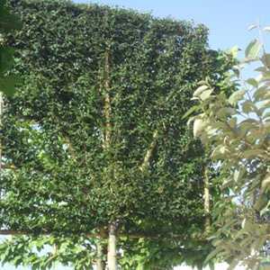 Ligustrum