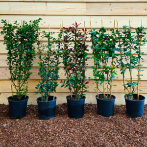 Small Trellis Climbers