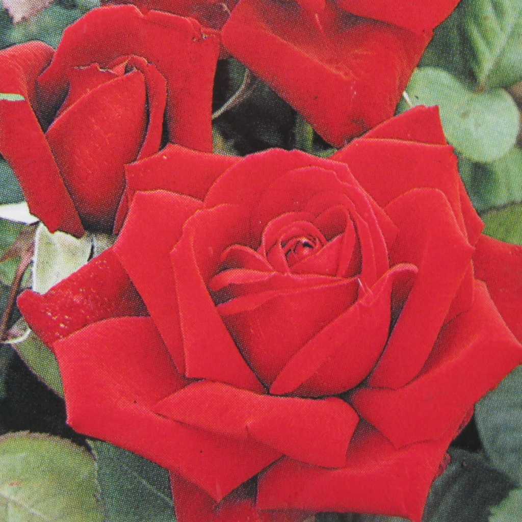 Hybrid Tea Rose