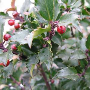 Ilex (Holly)