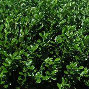 Laurel Hedging