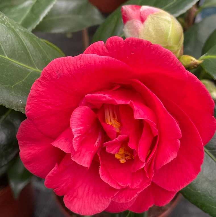 Camellia