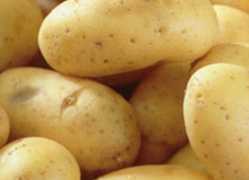 Seed Potatoes